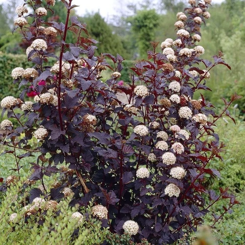 Physocarpus opulifolius 'Diabolo'