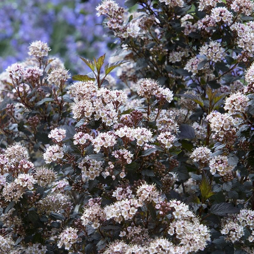 Physocarpus opulifolius 'Little Joker'