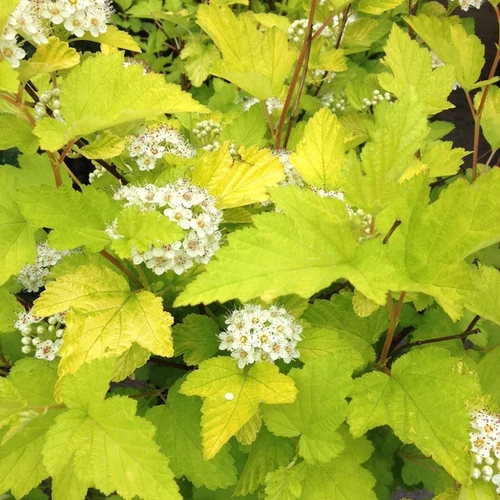 Physocarpus opulifolius 'Luteus'