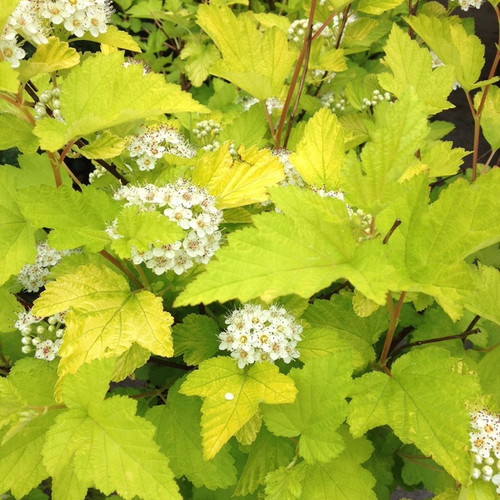 Physocarpus opulifolius 'Luteus'