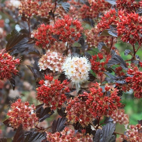 Physocarpus opulifolius 'Summer Wine'