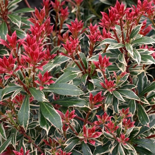 Pieris japonica 'Little Heath Green'