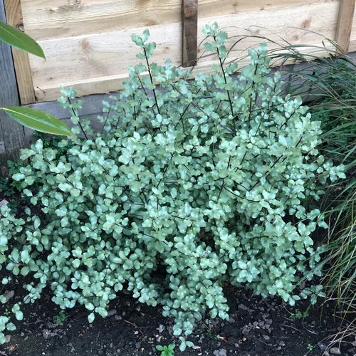 Pittosporum tenuifolium 'Wrinkled Blue'