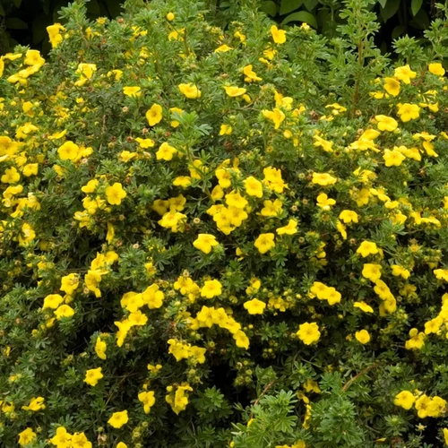 Potentilla fruticosa 'Goldfinger'