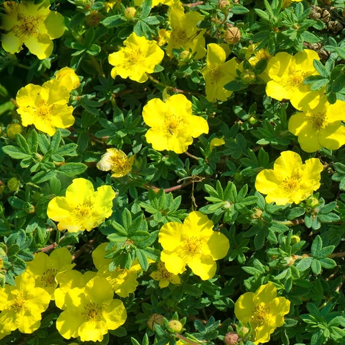 Potentilla fruticosa 'Goldstar'