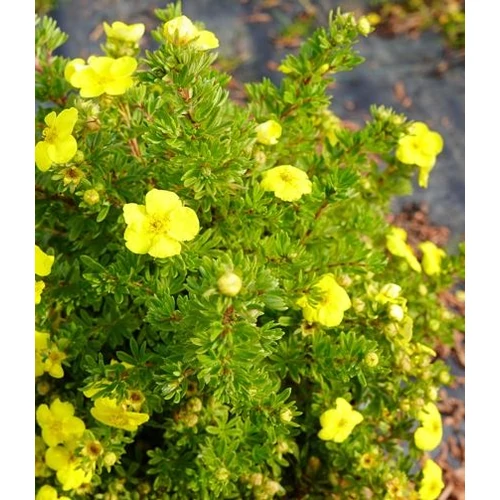 Potentilla fruticosa 'Kobold'