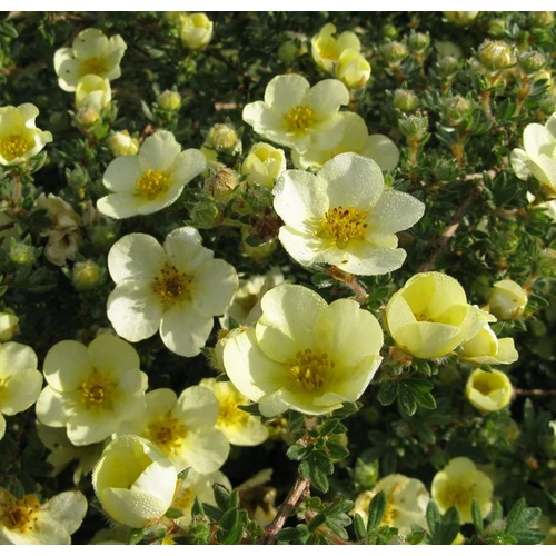 Potentilla fruticosa 'Primrose Beauty'