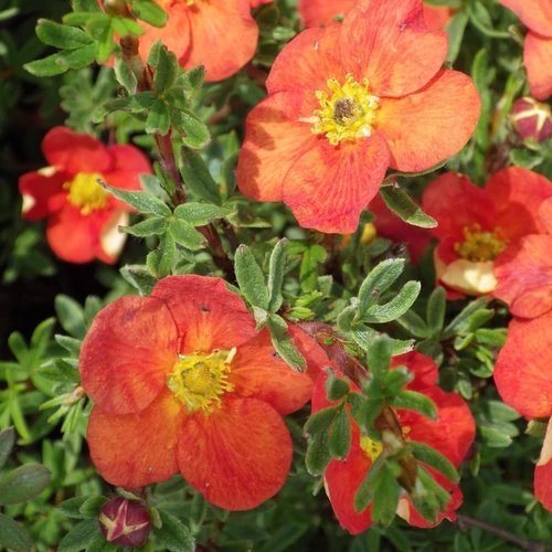 Potentilla fruticosa 'Red Favorite' 