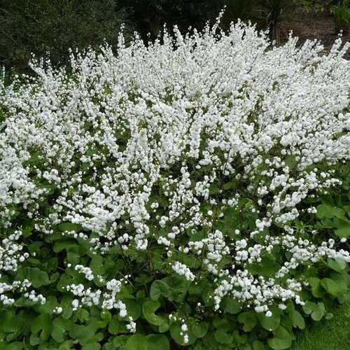 Prunus glandulosa 'Alboplena'
