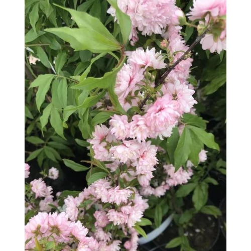 Szilvarózsa törpe - Prunus glandulosa 'Sinensis Rosea' 20/30cm  K2l