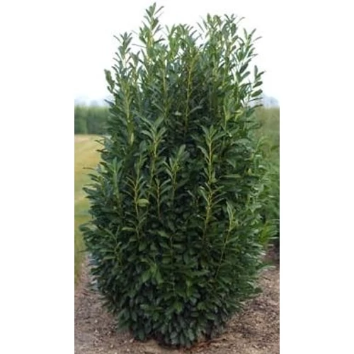 Prunus laurocerasus 'Elly'