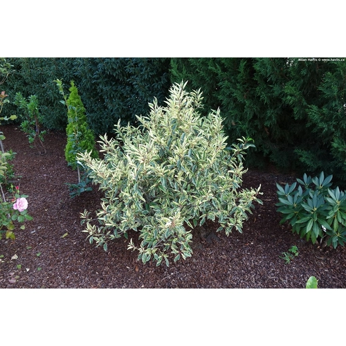 Babérmeggy portugál tarka levelű  - Prunus lusitanica 'Variegata' 40/60cm K4L