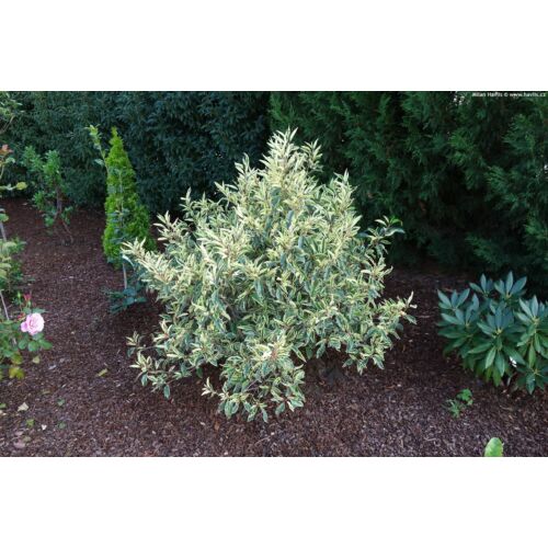 Babérmeggy portugál tarka levelű  - Prunus lusitanica 'Variegata' 40/60cm K4L