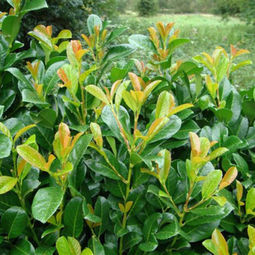 Prunus laurocerasus 'Etna ('Anbri')