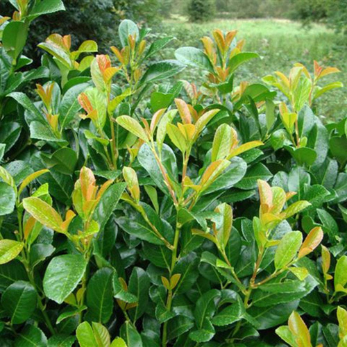Babérmeggy - Prunus laurocerasus 'Etna' ('Anbri') 40/60cm T120cm K7,5l