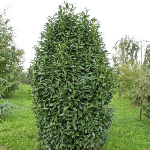 Prunus laurocerasus 'Genolia'