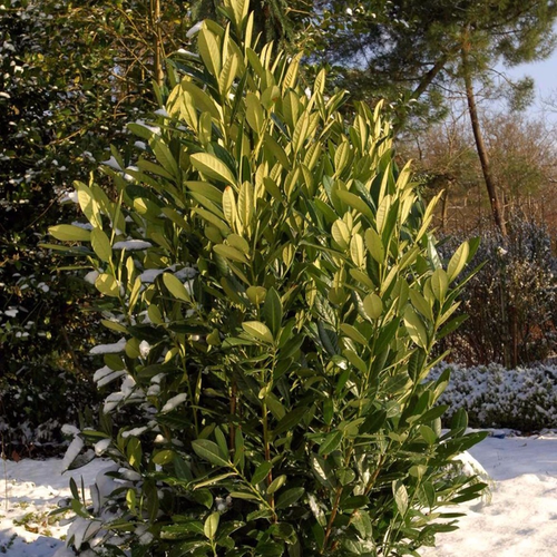 Prunus laurocerasus 'Green Torch'