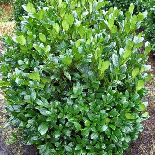 Prunus laurocerasus 'Mano'