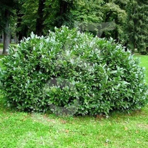 Prunus laurocerasus 'Mari'