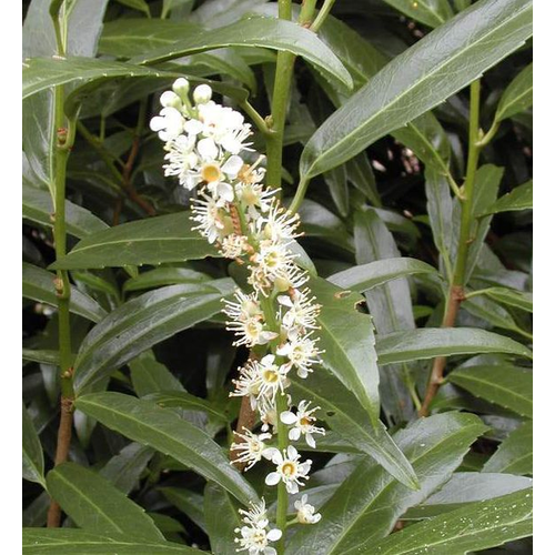Prunus laurocerasus 'Micki'