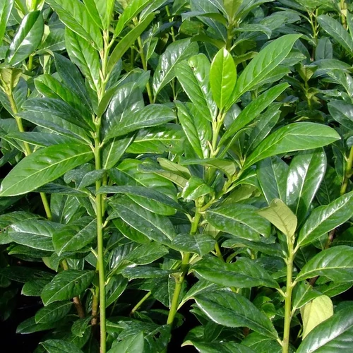 Prunus laurocerasus 'Novita'
