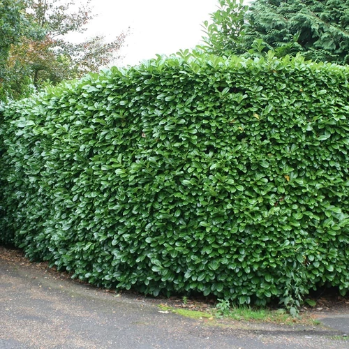 Prunus laurocerasus 'Rotundifolia'