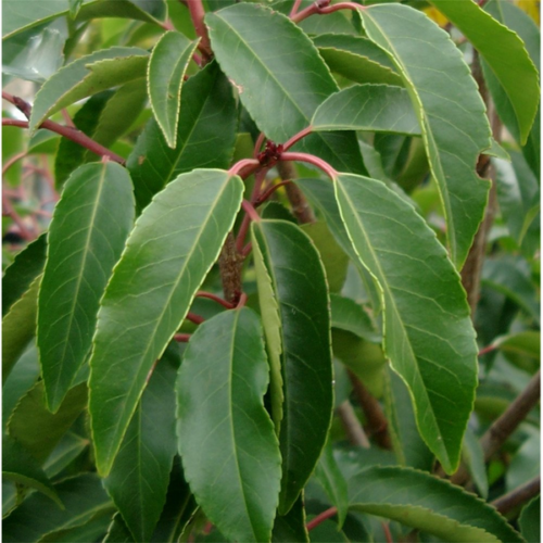 Prunus lusitanica 'Angustifolia'