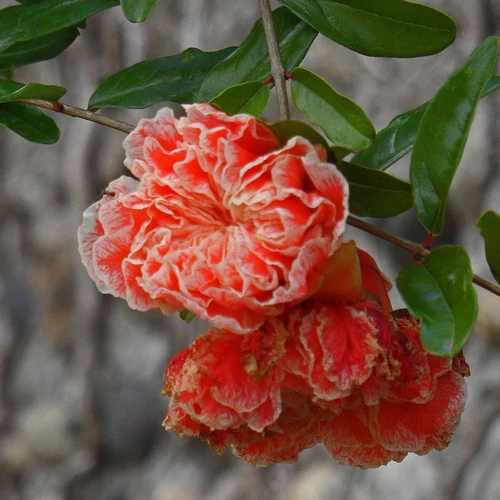 Punica granatum 'Legrelliae'