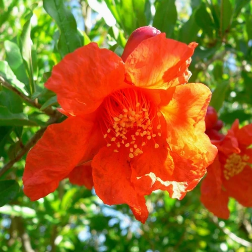 Punica granatum 'Maxi Rubra'