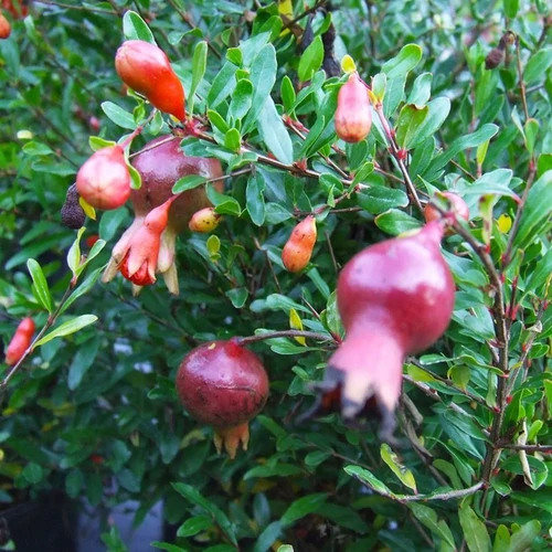 Punica granatum 'Nana Gracilissima'