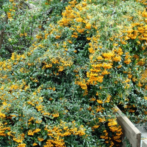 Pyracantha 'Golden Charmer'