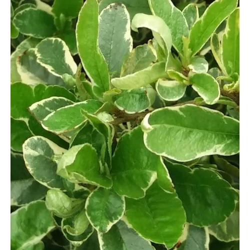 Pyracantha 'Mohave Silver'