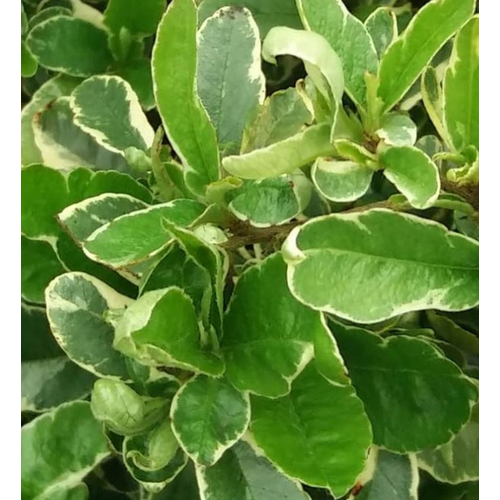 Pyracantha 'Mohave Silver'