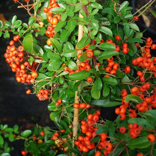 Pyracantha 'Orange Glow'