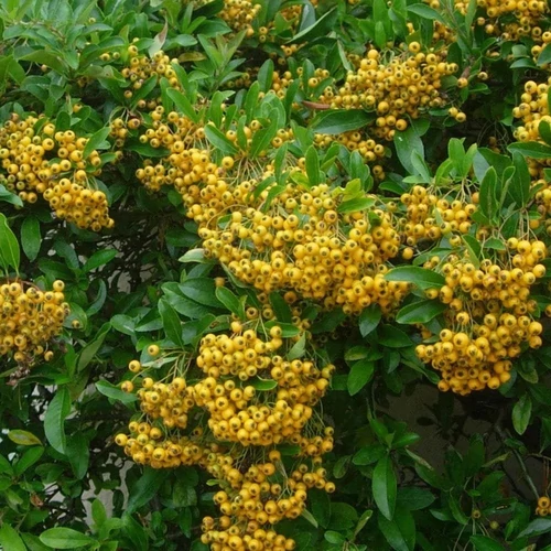 Pyracantha 'Soleil d'Or'