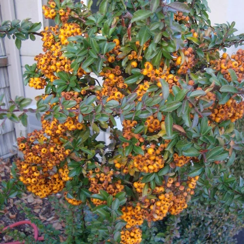 Pyracantha 'Teton'