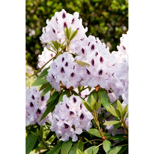Rhododendron dwarf 'Purple Pillar'