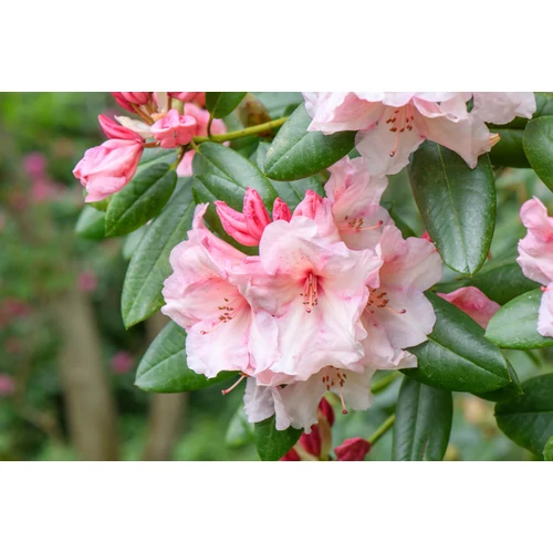 Rhododendron 'Virginia Richards'