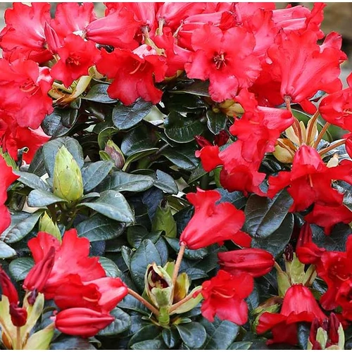 Havasszépe skarlátvörös törpe - Rhododendron 'Bengal' 20/30cm K1,5l