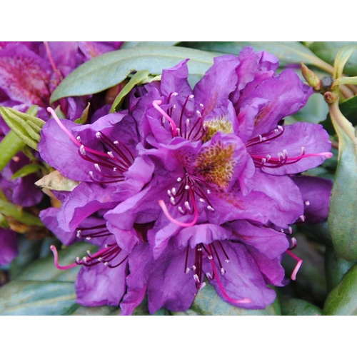 Rhododendron 'Marcel Menard'