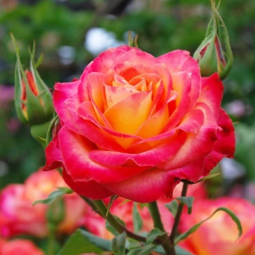 Rosa 'Alinka'