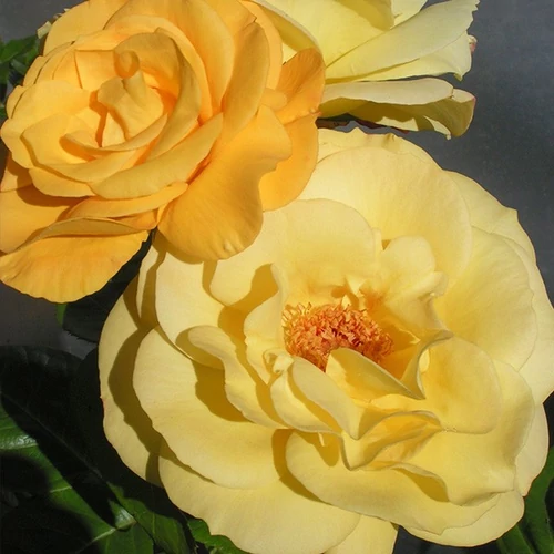Rosa 'Arthur Bell'