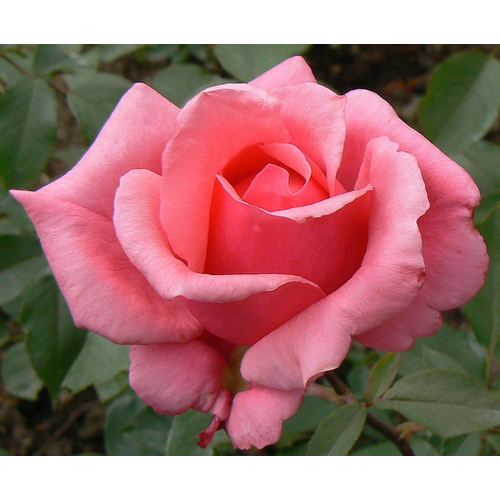 Rosa 'Belange'