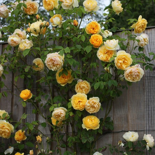 Rosa 'Casino'