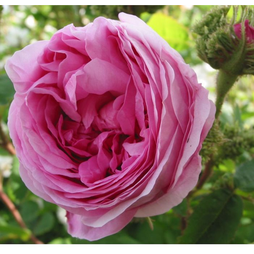 Rosa 'Cristata'