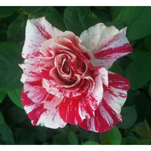 Rózsa futó lila-fehér cirmos - Rosa 'Csíkos' 30/40cm  K2l