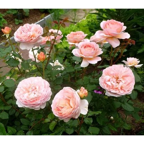 Rosa 'Derby'