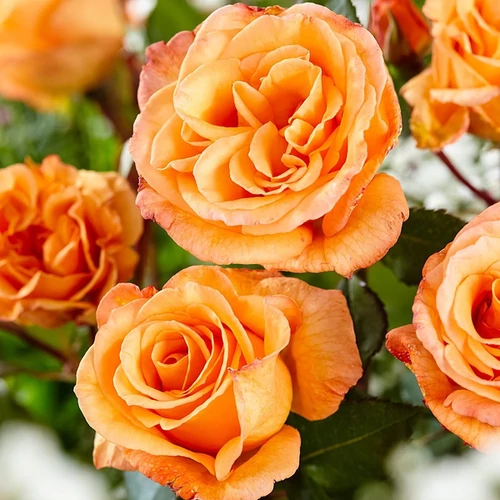 Rosa 'Doris'