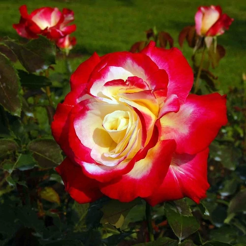 Rosa 'Double Delight'