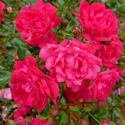 Rosa 'Fairy Queen'